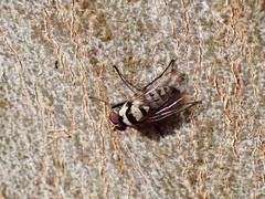 Anthomyia vicarians