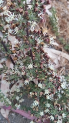 Ophryosporus triangularis