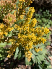 Solidago