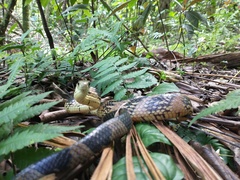 Spilotes pullatus