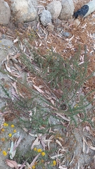 Ophryosporus triangularis