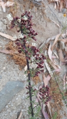 Ophryosporus triangularis