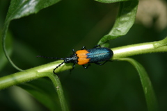 Desmocerus palliatus