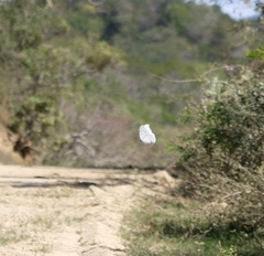 Morpho polyphemus polyphemus