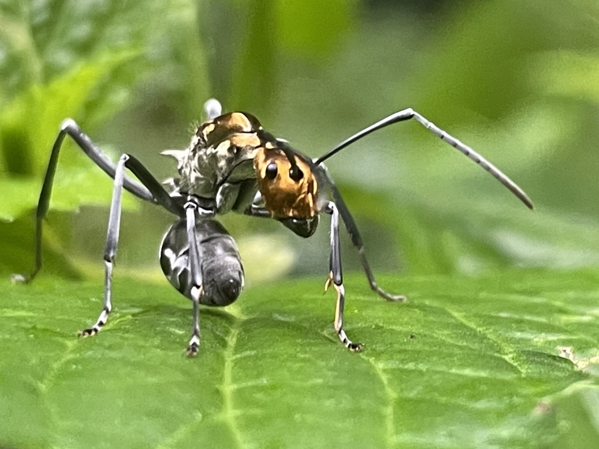 Polyrhachis magnifica