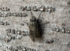 Leucophora