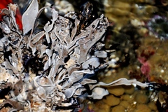 Jellyella tuberculata