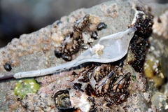 Jellyella tuberculata