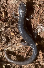 Plethodon chlorobryonis