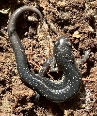 Plethodon chlorobryonis