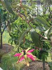 Passiflora antioquiensis
