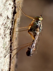 Dytomyia sordida