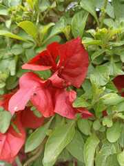 Bougainvillea spectabilis