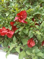 Bougainvillea spectabilis