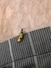 Chauliognathus imperialis