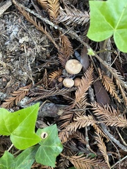 Gymnopus brassicolens