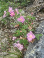 Papilio machaon aliaska