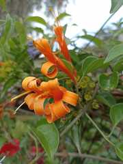 Bignonieae