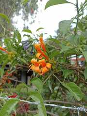 Bignonieae
