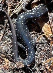 Plethodon chlorobryonis
