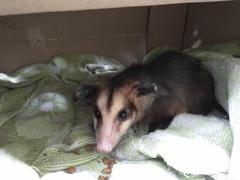 Didelphis aurita