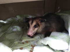 Didelphis aurita