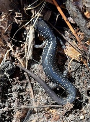Plethodon chlorobryonis