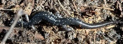 Plethodon chlorobryonis