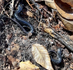 Plethodon chlorobryonis
