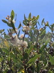Hakea dactyloides