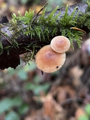 Tubaria conspersa