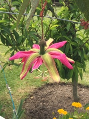 Passiflora antioquiensis