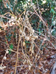 Sida cordifolia