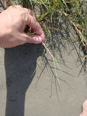 Paspalum vaginatum