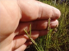 Paspalum vaginatum
