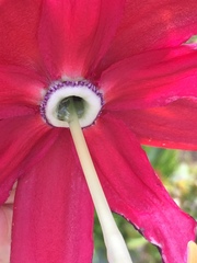 Passiflora antioquiensis