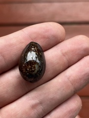 Monetaria caputophidii