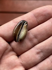 Monetaria caputophidii