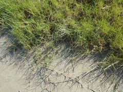 Paspalum vaginatum