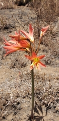 Zephyranthes advena