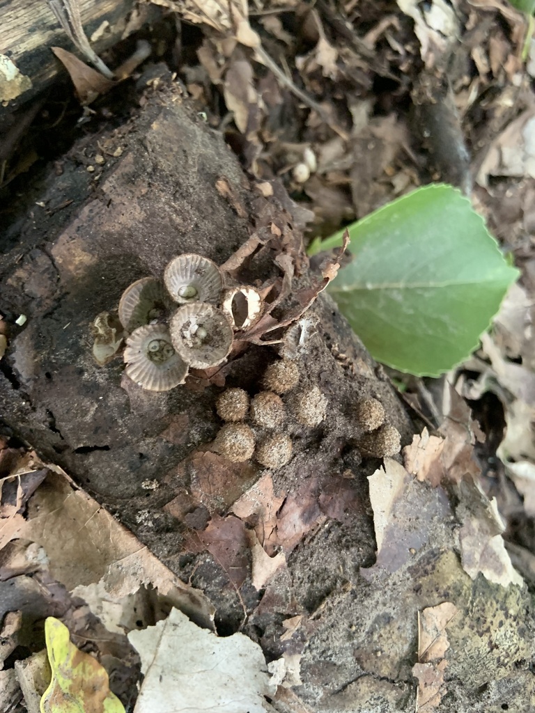 fluted bird's nest fungus from North Island, Hamilton, Waikato, NZ on