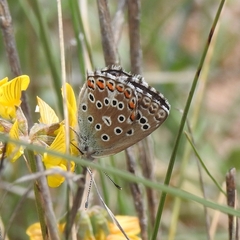 Polyommatus