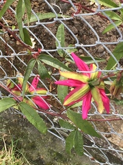 Passiflora antioquiensis