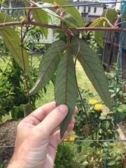 Passiflora antioquiensis