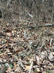 Muhlenbergia schreberi