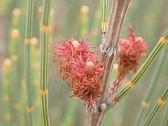 Allocasuarina distyla