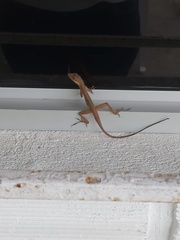 Anolis