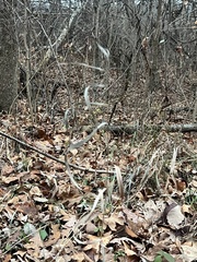 Muhlenbergia schreberi
