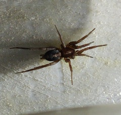 Herpyllus propinquus