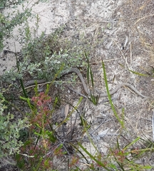 Pygopus lepidopodus
